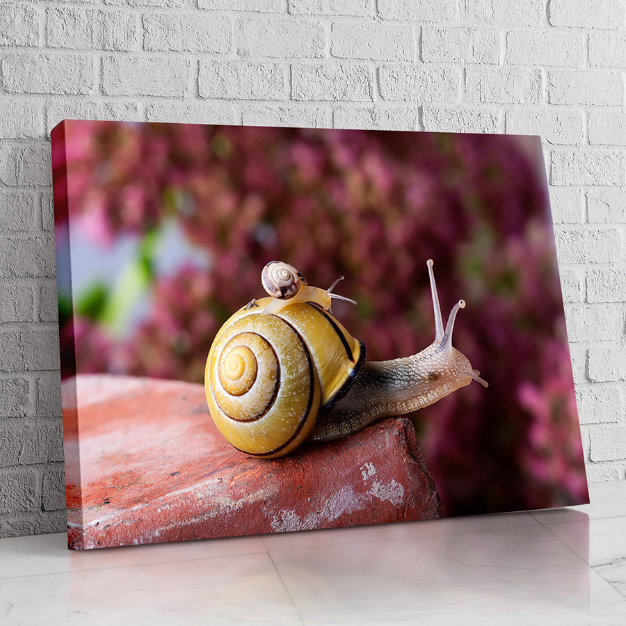 Caracol Rosa