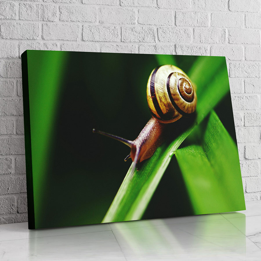 Caracol del Tallo