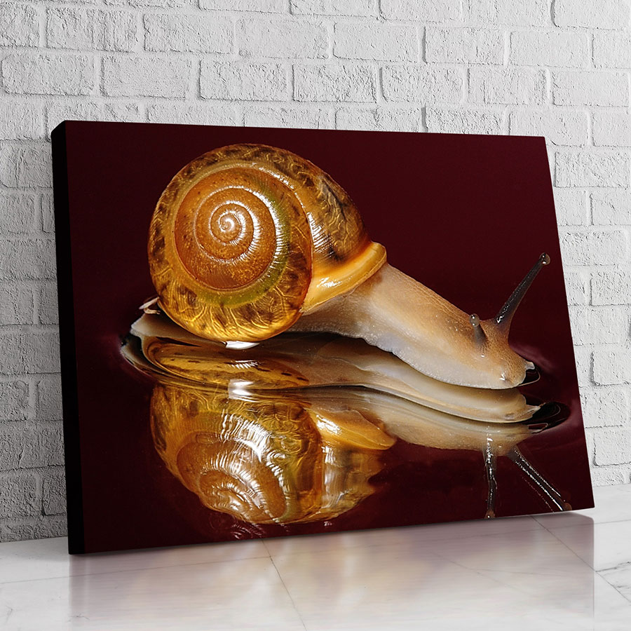 Caracol de Cristal Ámbar