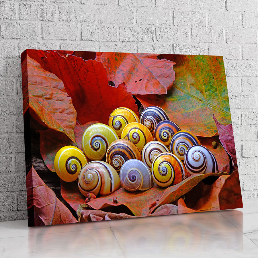 Caracoles del Otoño