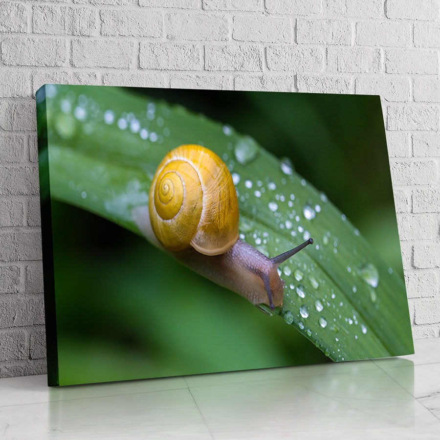 Caracol Amarillo