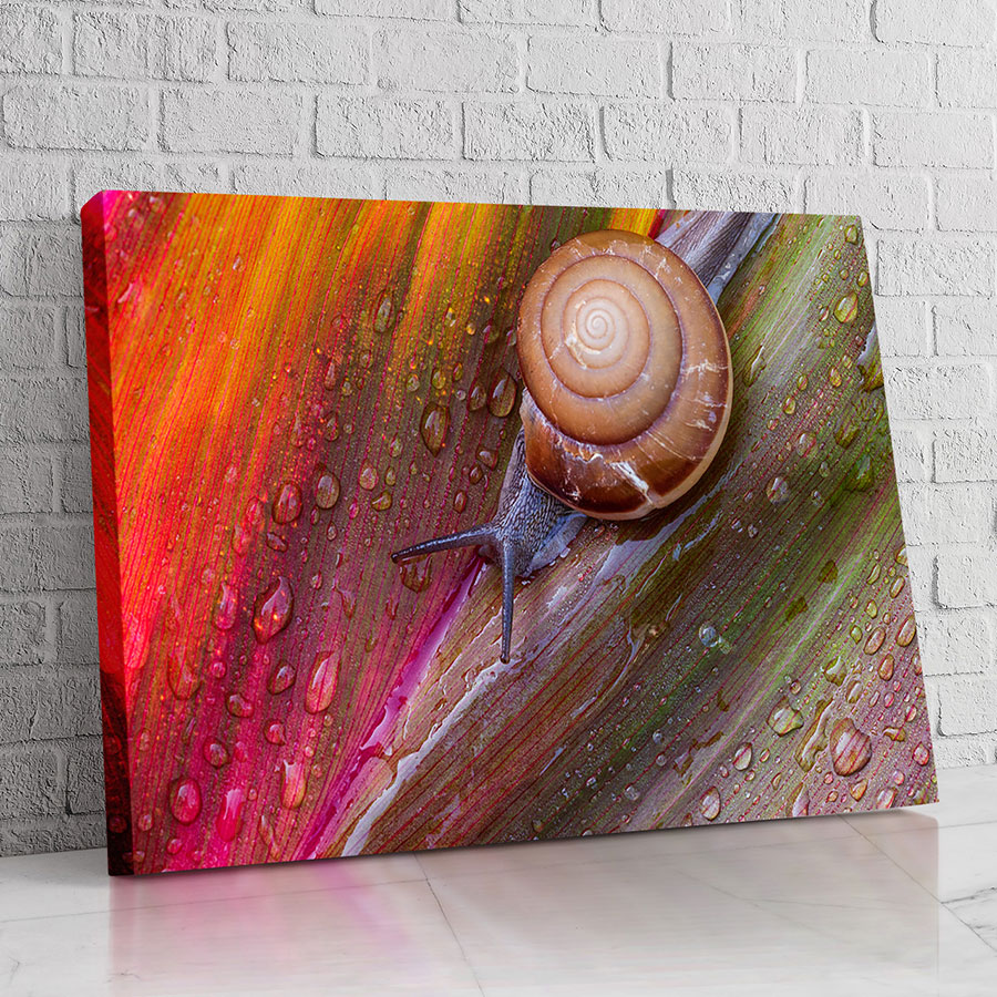 Caracol Texturizado