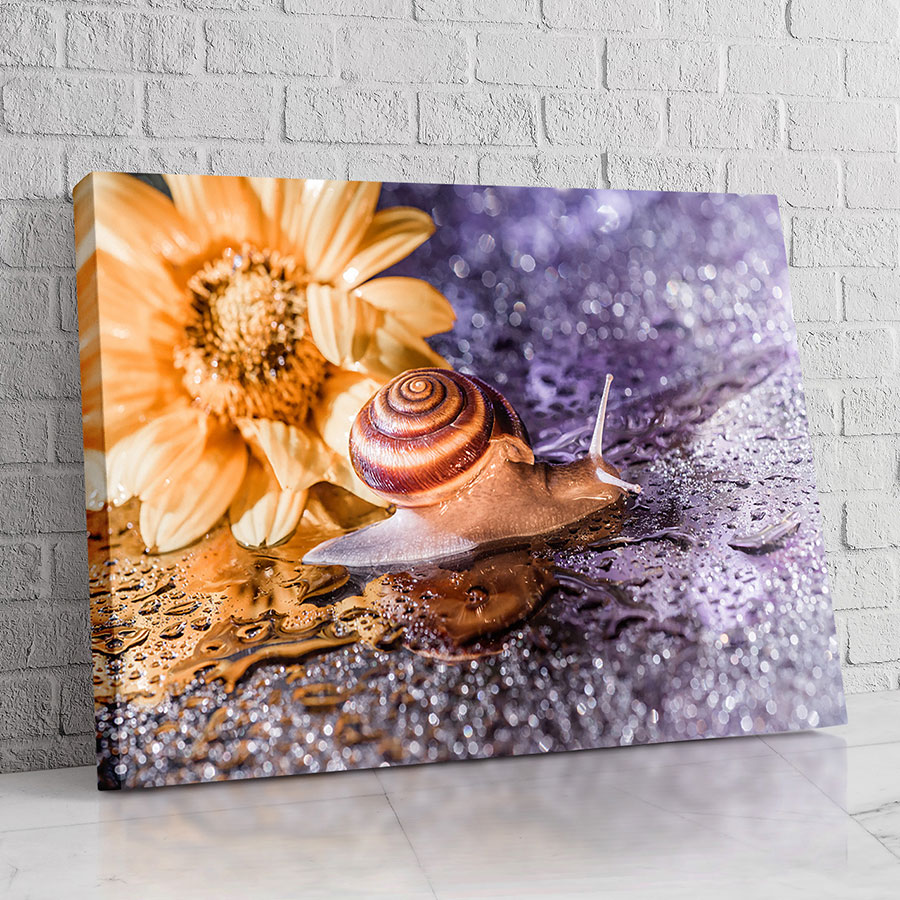 Caracol Floral Ilustrado