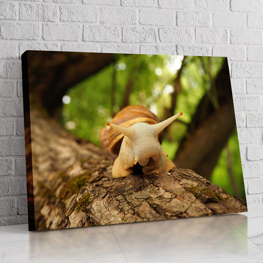 Caracol del Tronco Verde