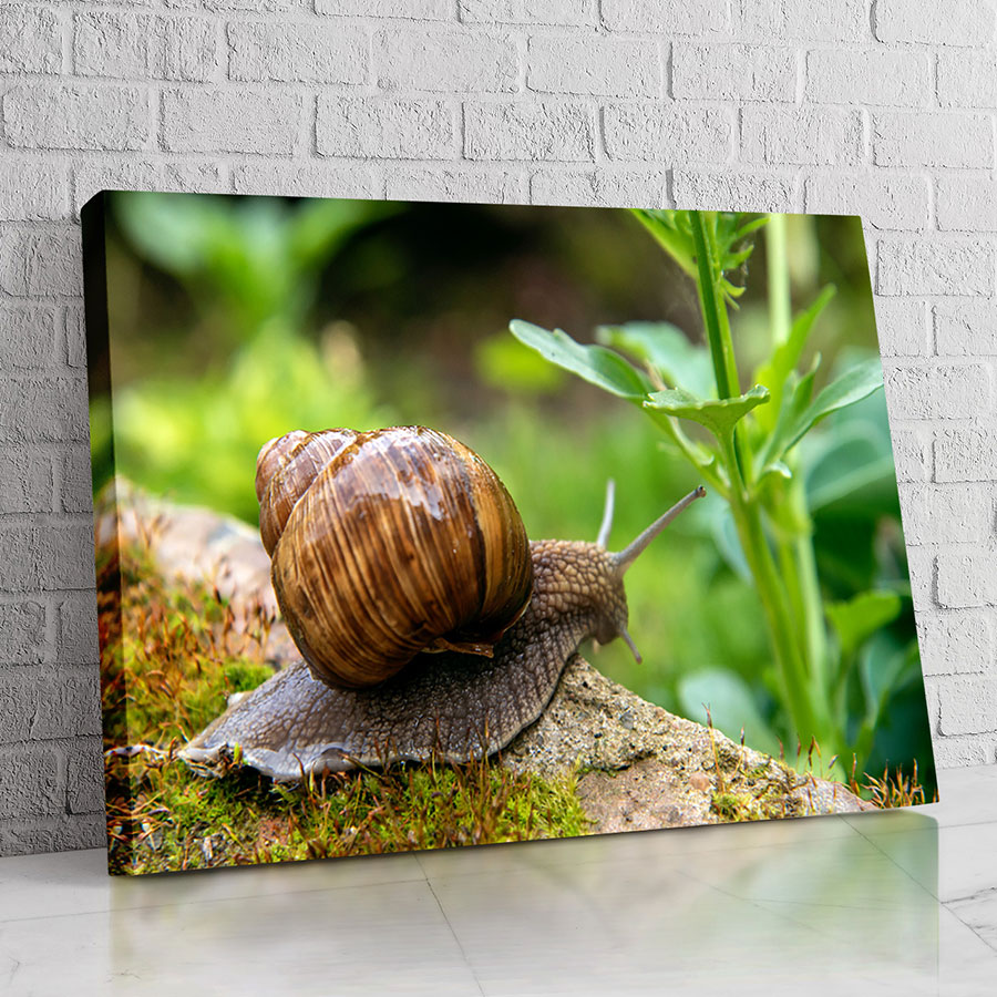 Caracol del Sendero Natural