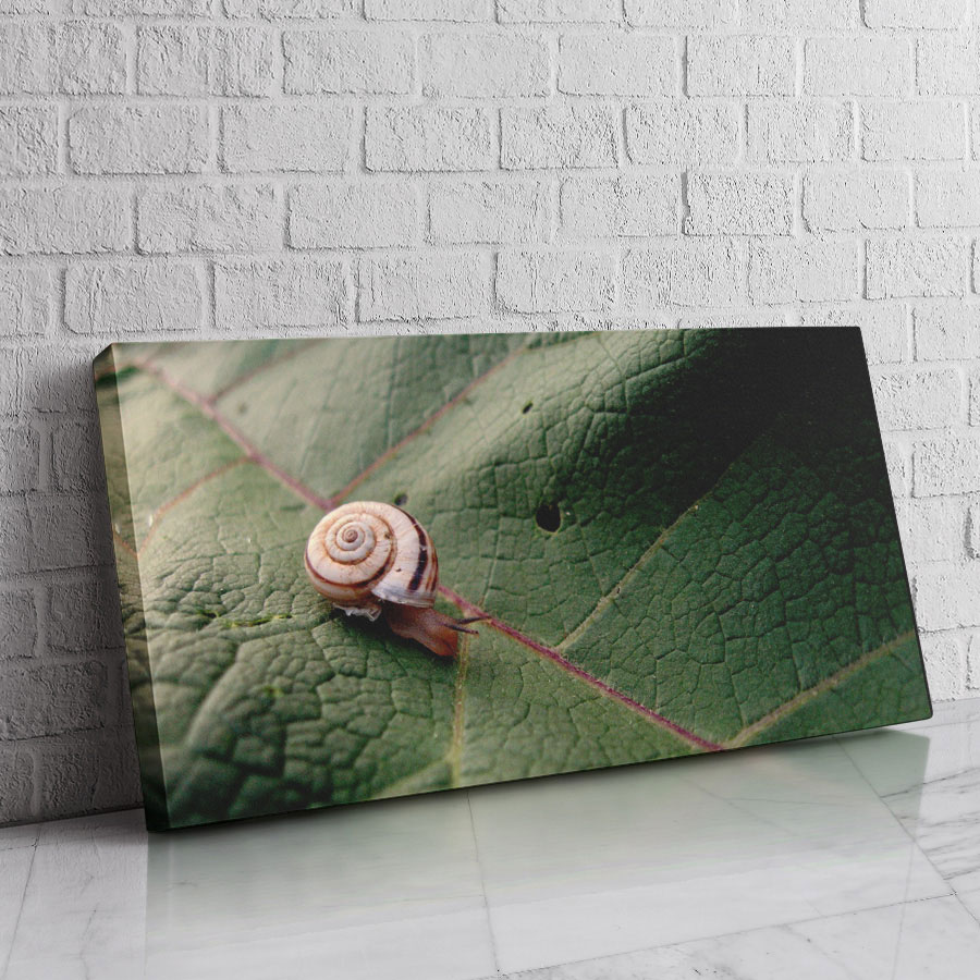 Caracol de la Hoja Verde