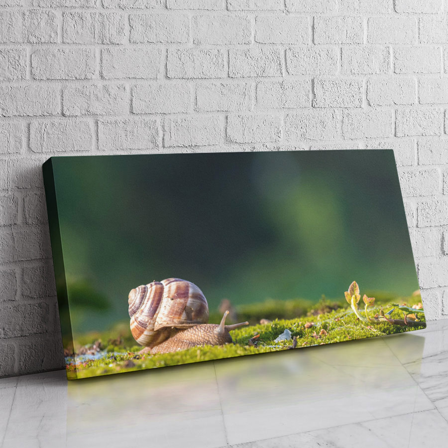 Caracol del Musgo