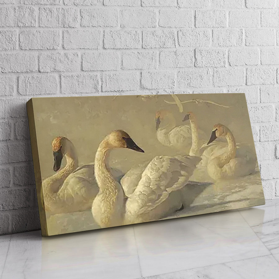 Cisnes Bruma Dorada