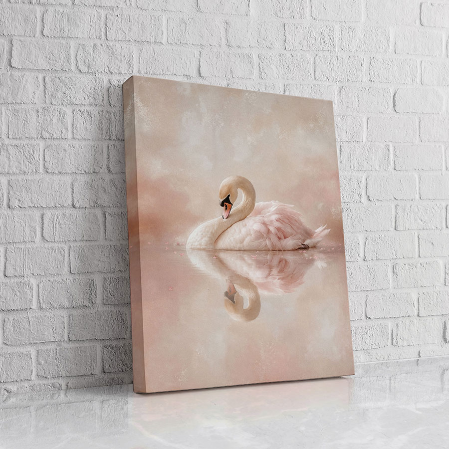 Cisne Reflejo Blush
